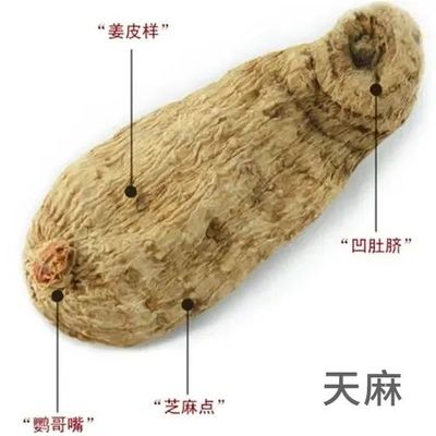 每天學(xué)習(xí)一味中藥--天麻