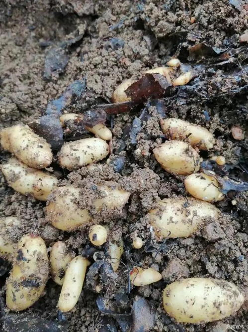 洛南 天麻產業喜豐收