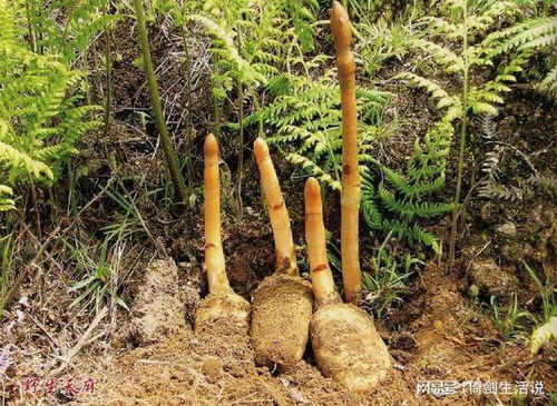 田衛東醫生 加強版的天麻鉤藤飲,幫你減輕震顫