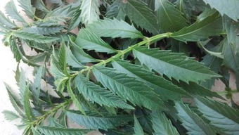 天麻有葉子嗎 葉子是什么樣子的呢 求圖片