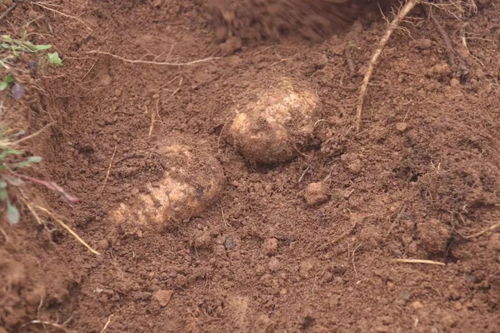 彝良農(nóng)副產(chǎn)品加工廠 走綠色發(fā)展道路 培育優(yōu)質(zhì)天麻品牌