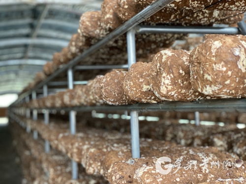 多彩貴州網(wǎng) 赫章縣河鎮(zhèn)鄉(xiāng) 小香菇大產(chǎn)業(yè) 帶領(lǐng)農(nóng)民走出脫貧致富新路子